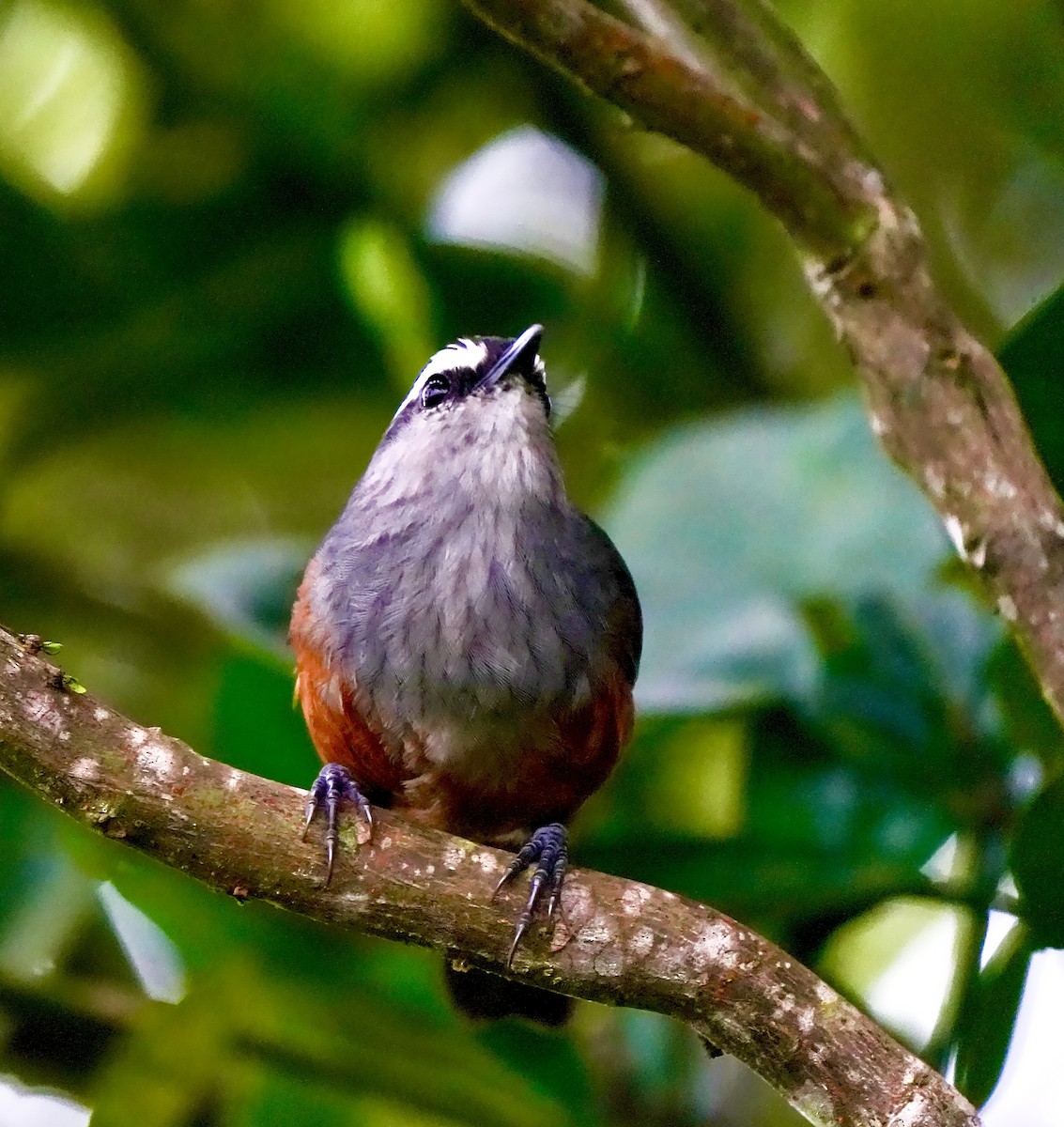 Palani Laughingthrush - ML644257399