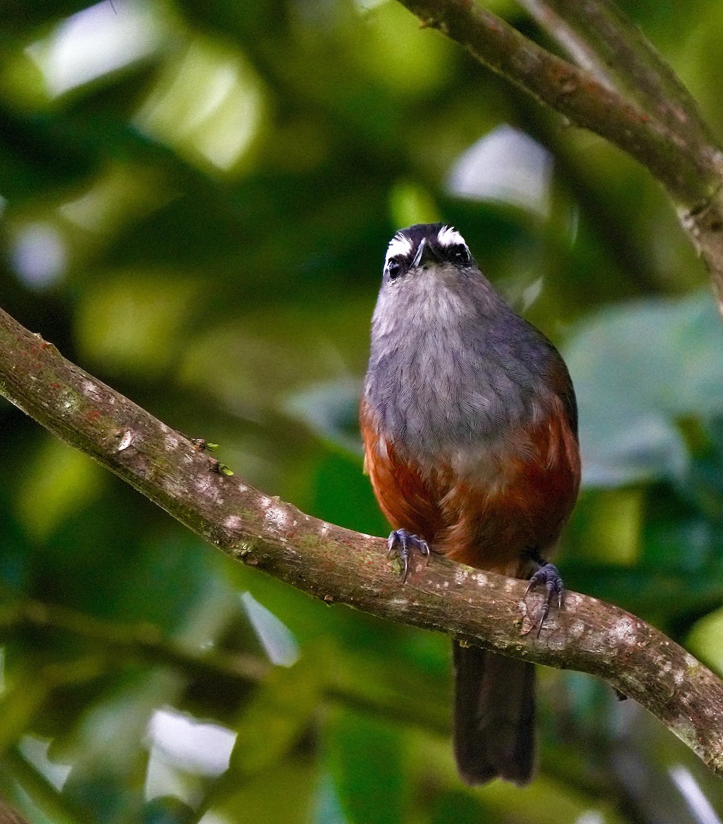 Palani Laughingthrush - ML644257400