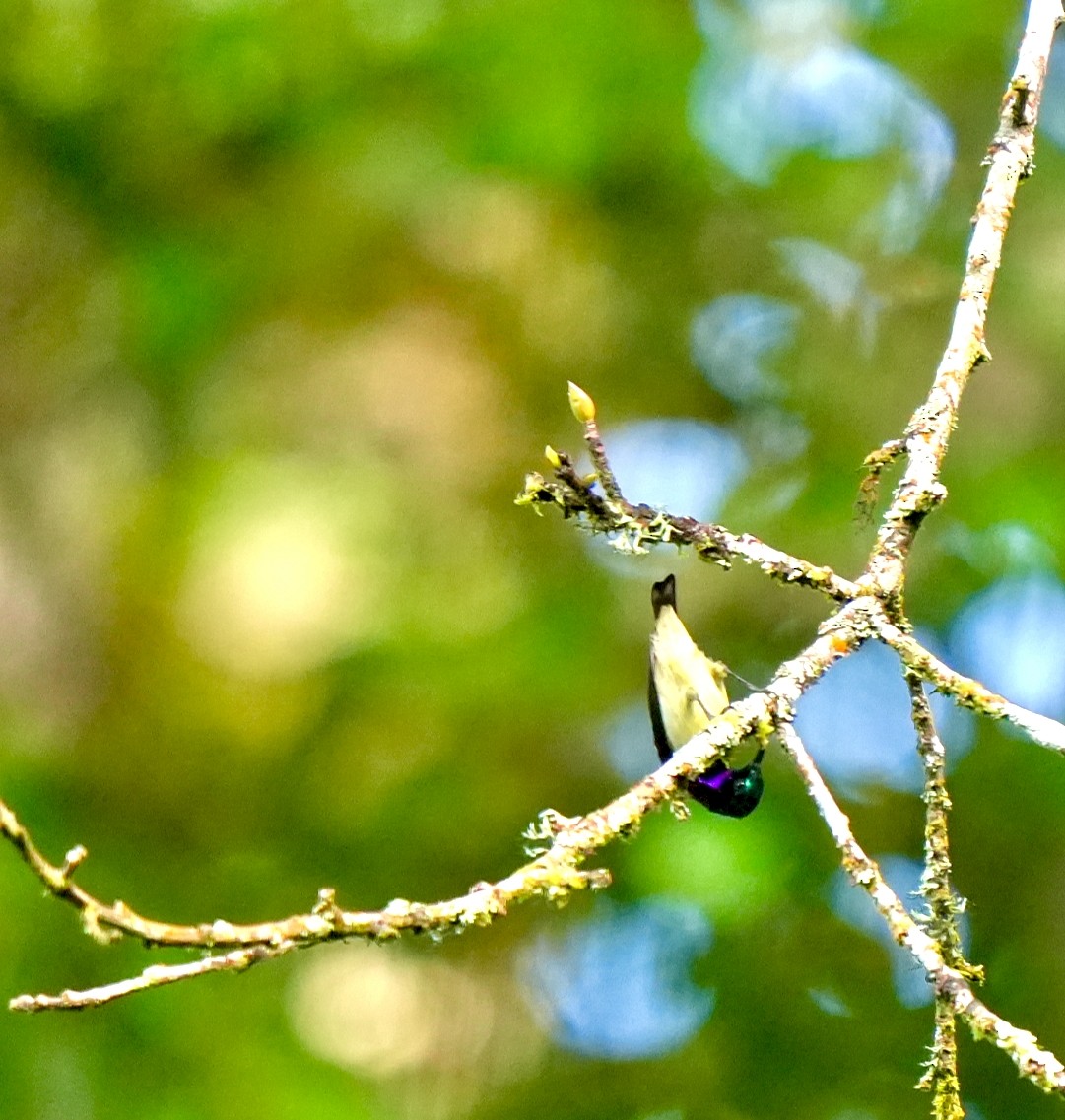 Crimson-backed Sunbird - ML644257406