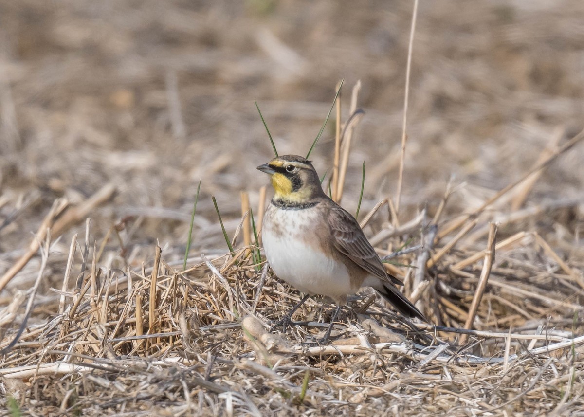Horned Lark - ML644257407