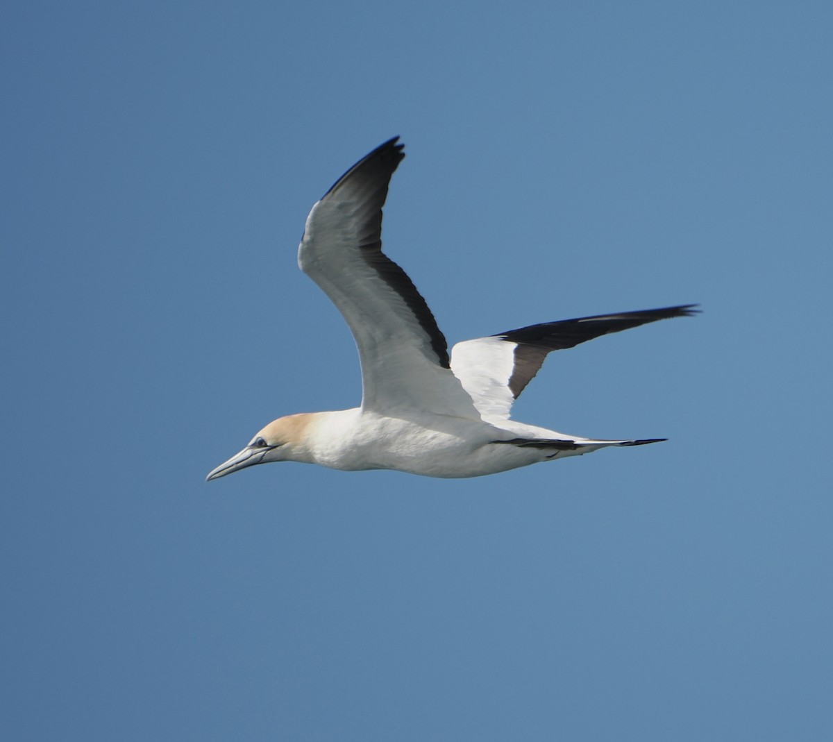 Avustralya Sümsüğü - ML644257408