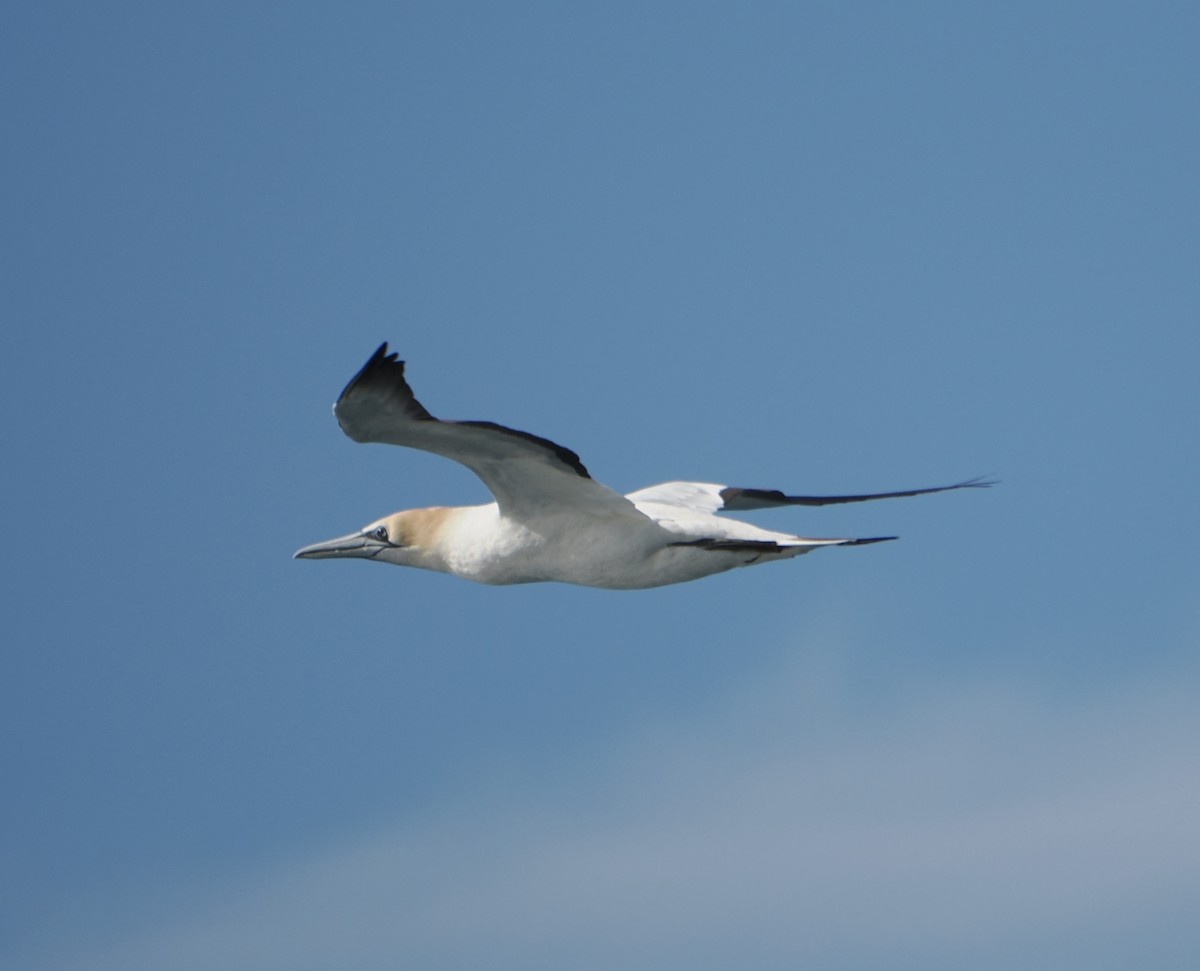 Avustralya Sümsüğü - ML644257411