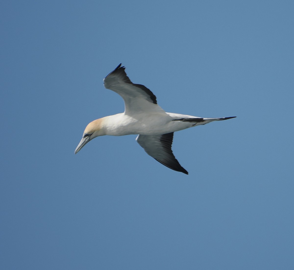 Avustralya Sümsüğü - ML644257412