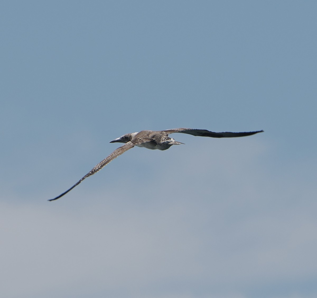 Avustralya Sümsüğü - ML644257413