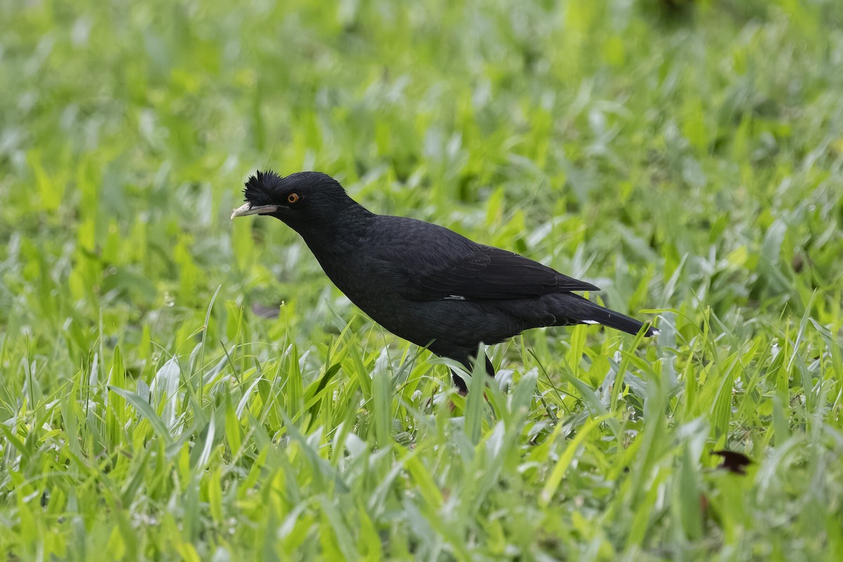 Crested Myna - ML644257414