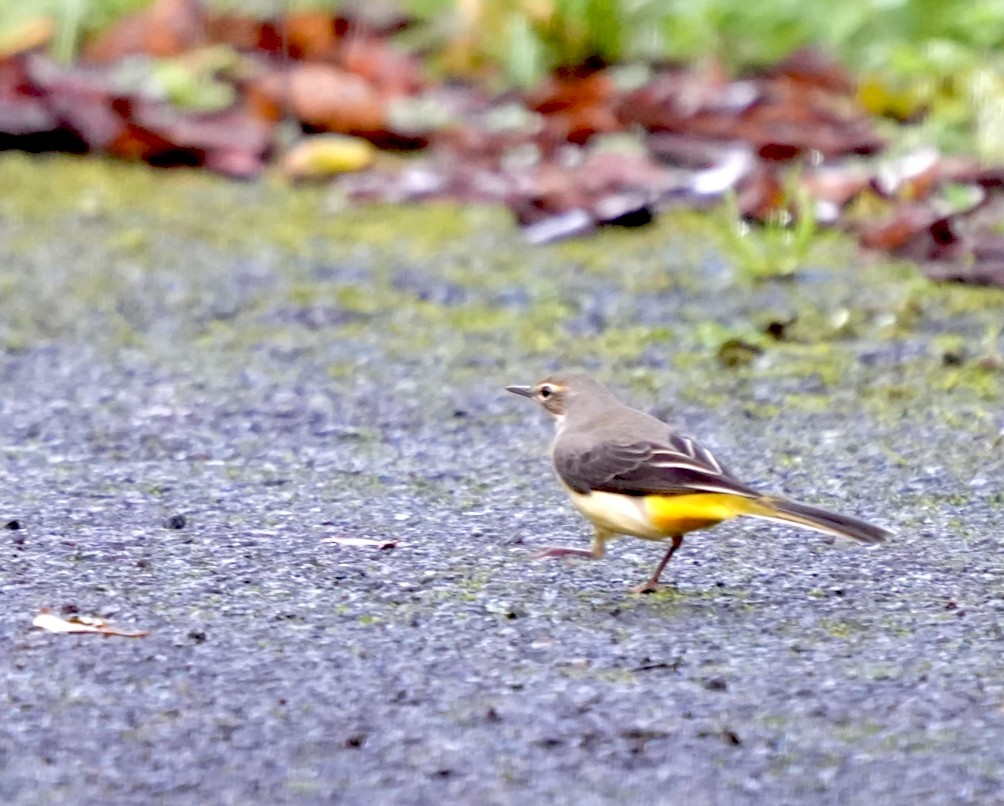 Lavandera Cascadeña - ML644257429