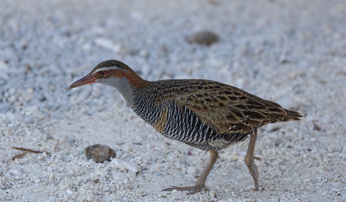 Râle tiklin - ML644257434