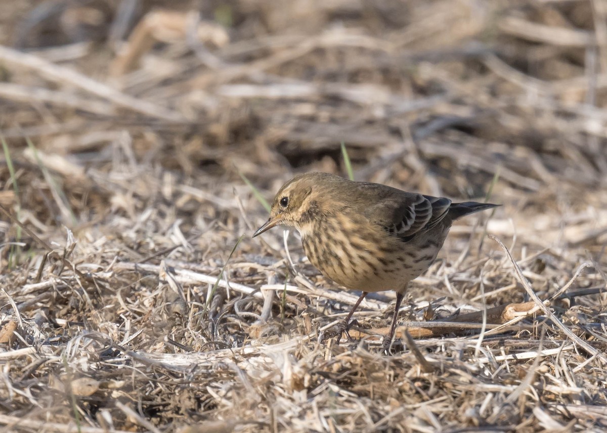 American Pipit - ML644257436
