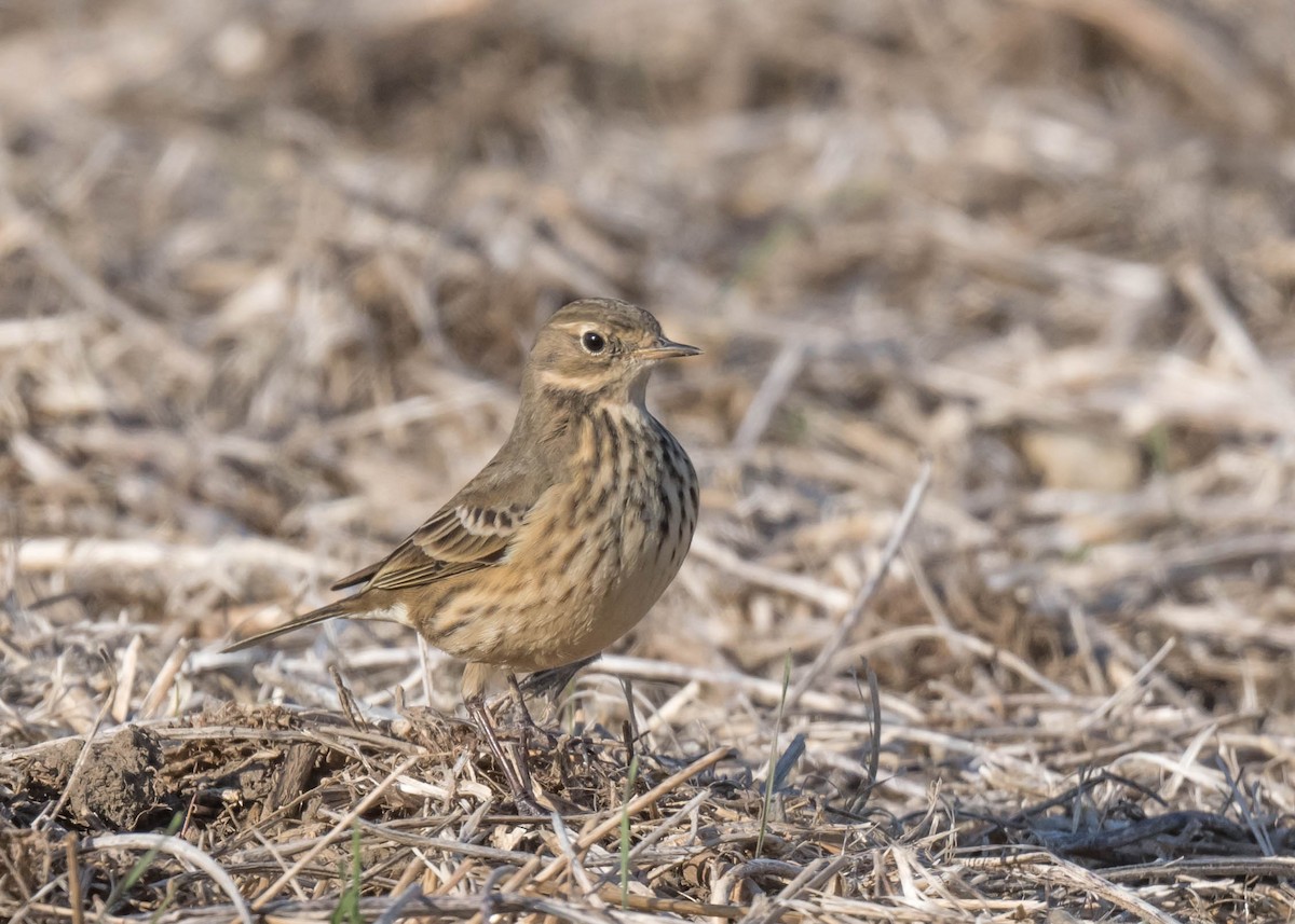 American Pipit - ML644257441