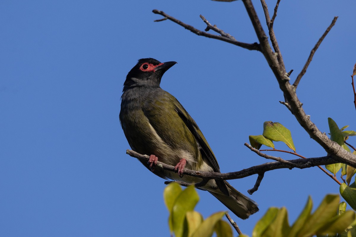 Australasian Figbird (Green) - ML644257442