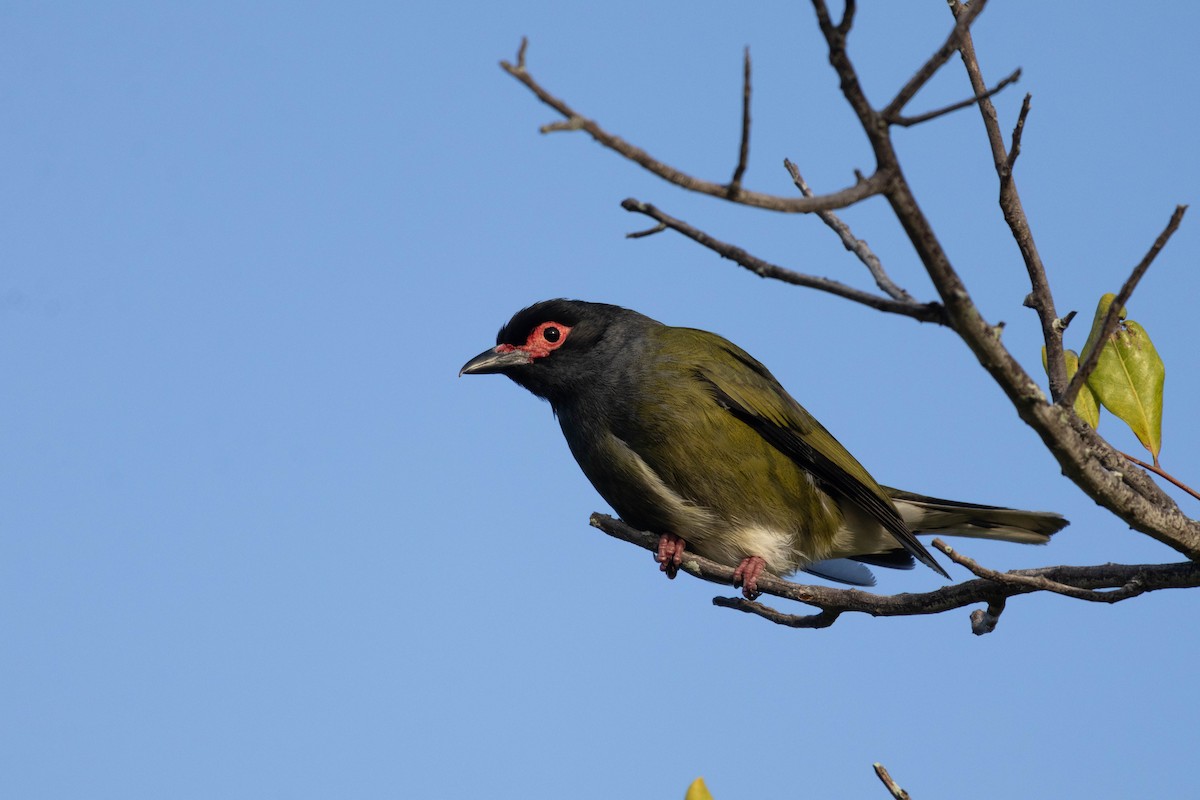 Australasian Figbird (Green) - ML644257443