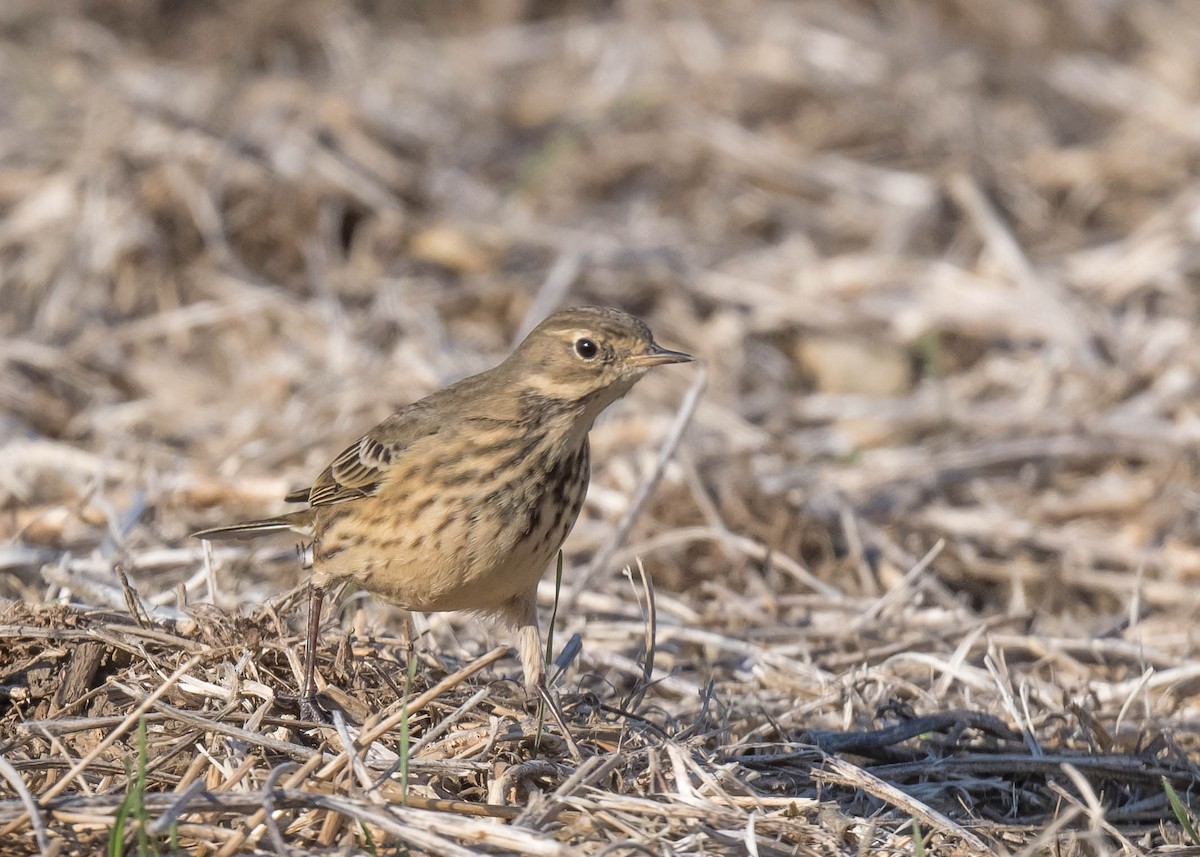 American Pipit - ML644257444