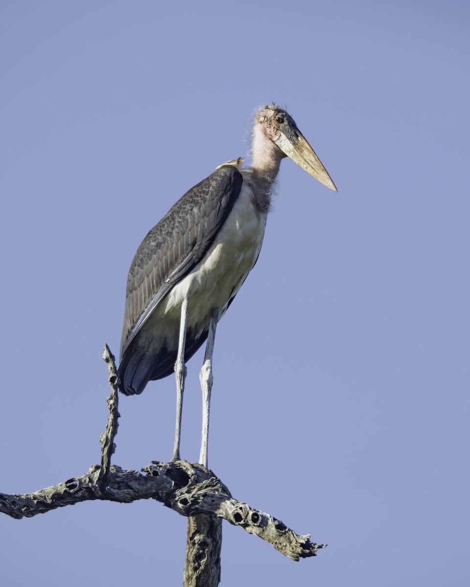 Marabou Stork - ML644257445