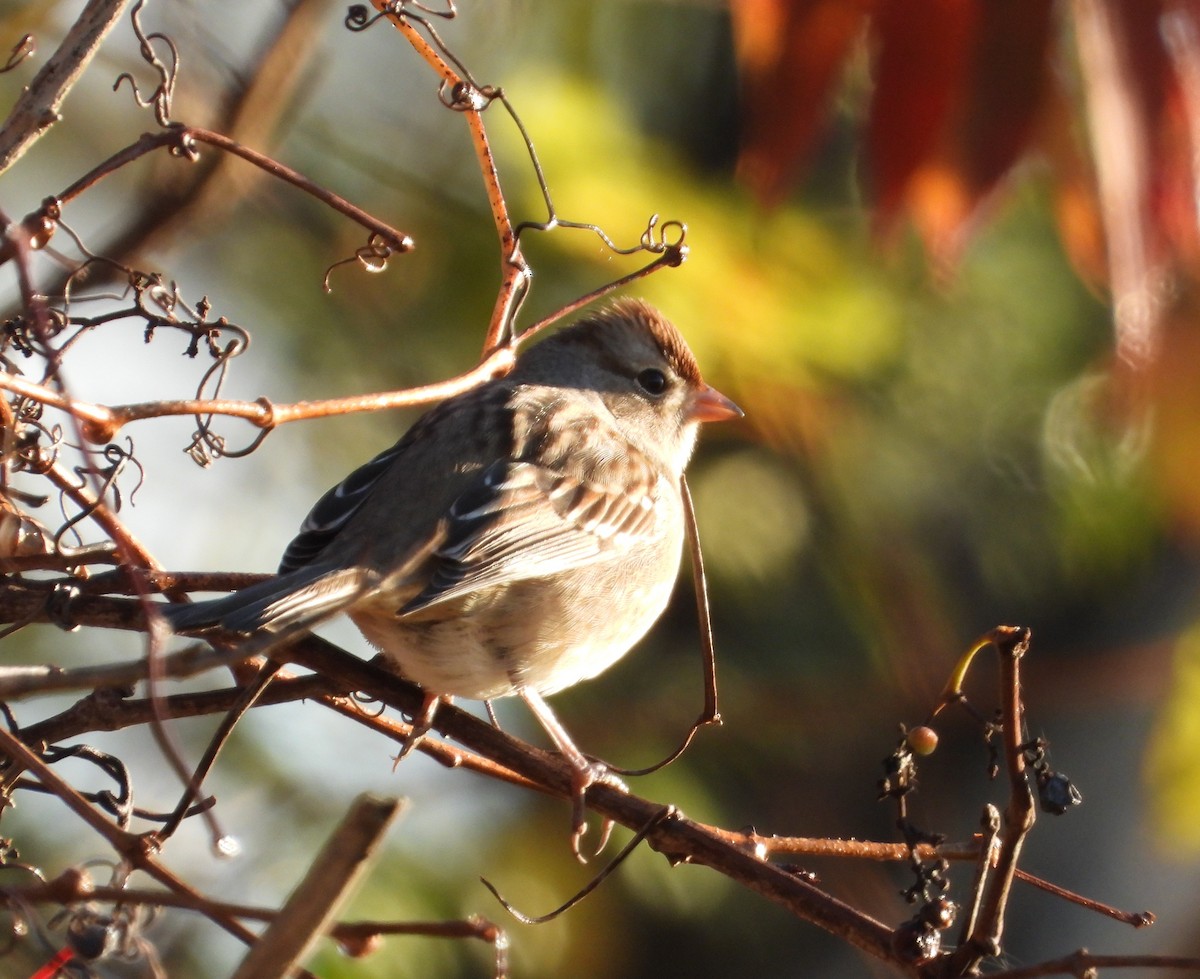 strnadec bělopásý - ML644257446