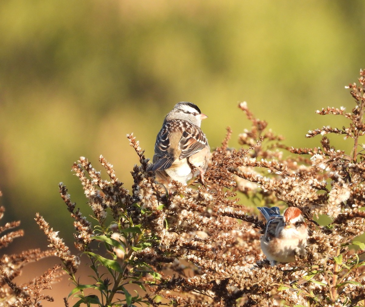 strnadec bělopásý - ML644257449