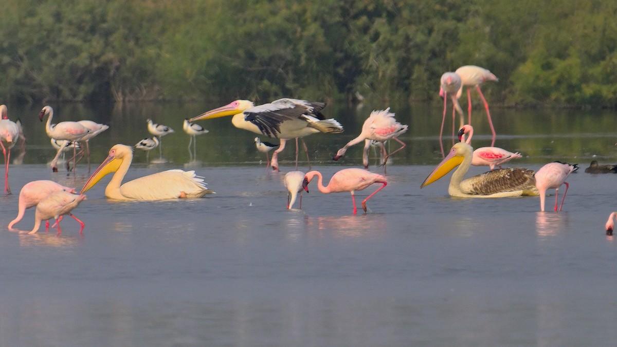 Flamant nain - ML644257452