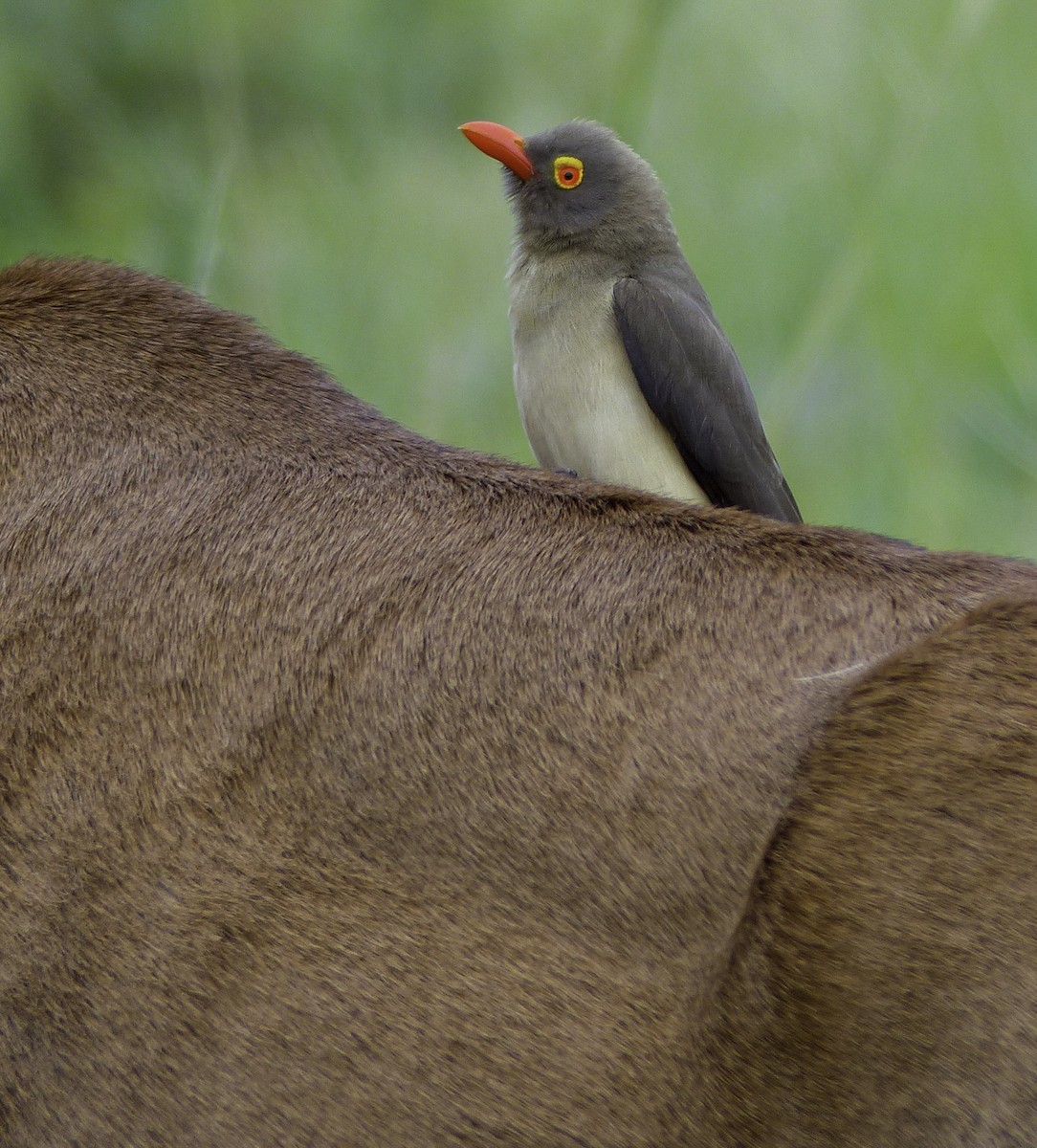Red-billed Oxpecker - ML644257455