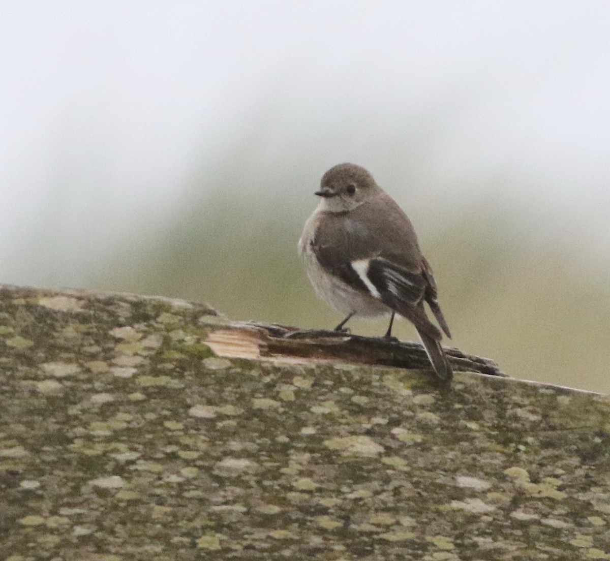 flammeflueskvett - ML644257459