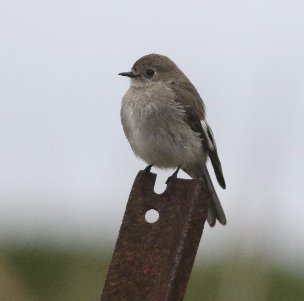 flammeflueskvett - ML644257460