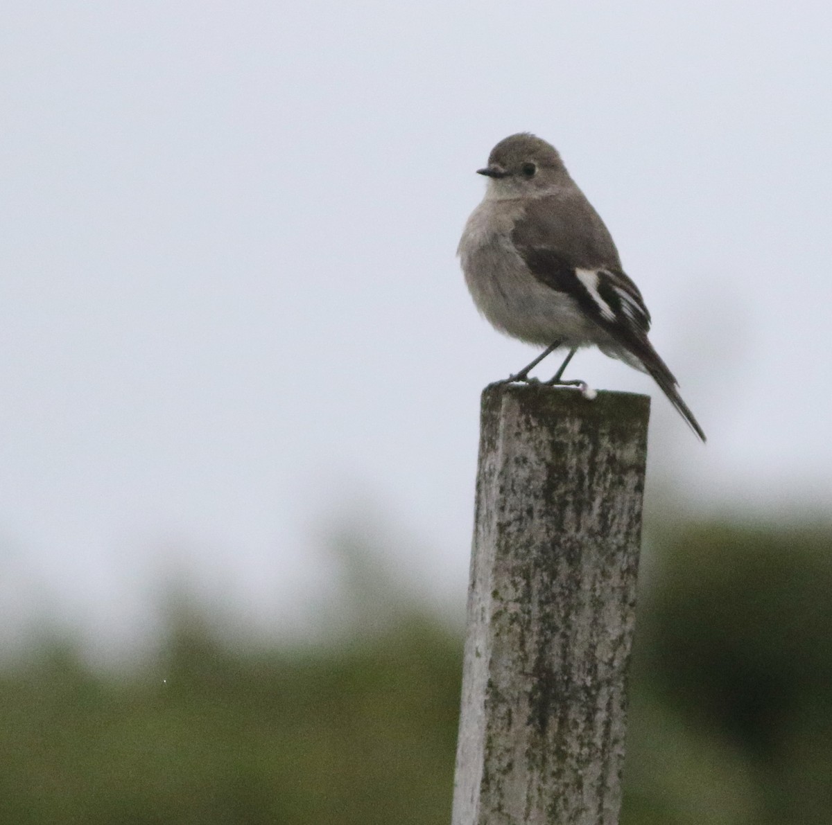 flammeflueskvett - ML644257461