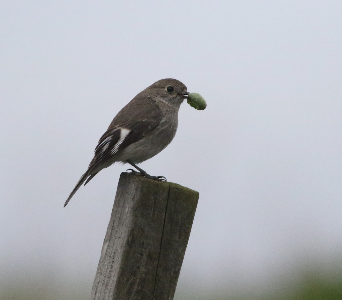 flammeflueskvett - ML644257462