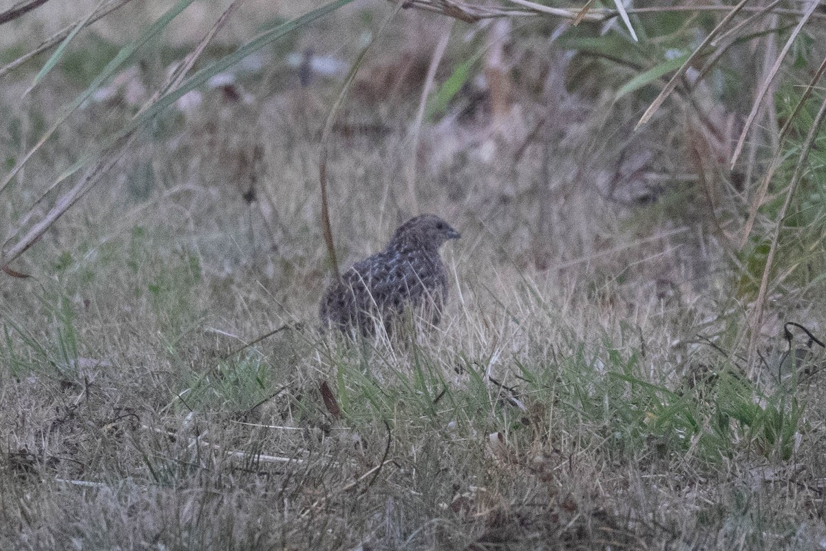 Перепілка бура - ML644257465