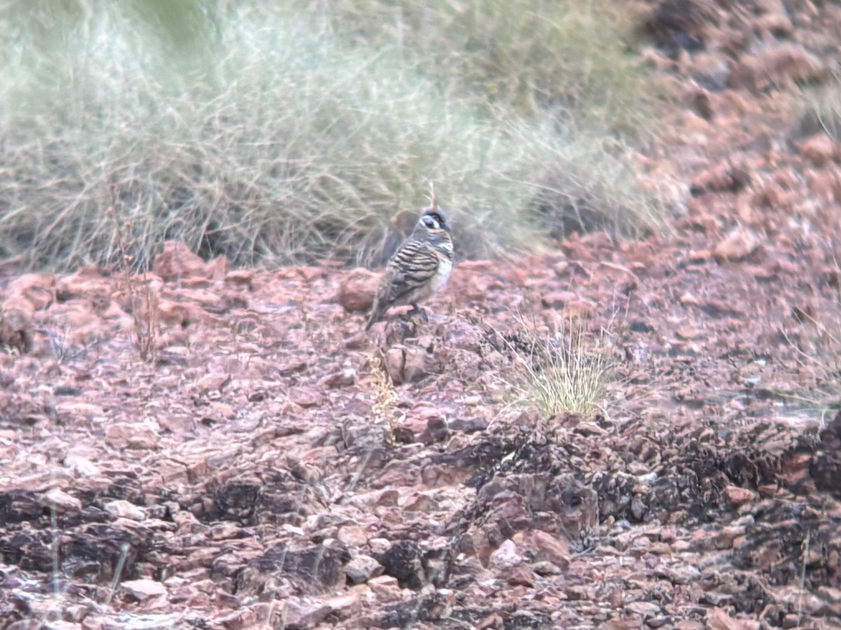 Rotschopftaube - ML644257469