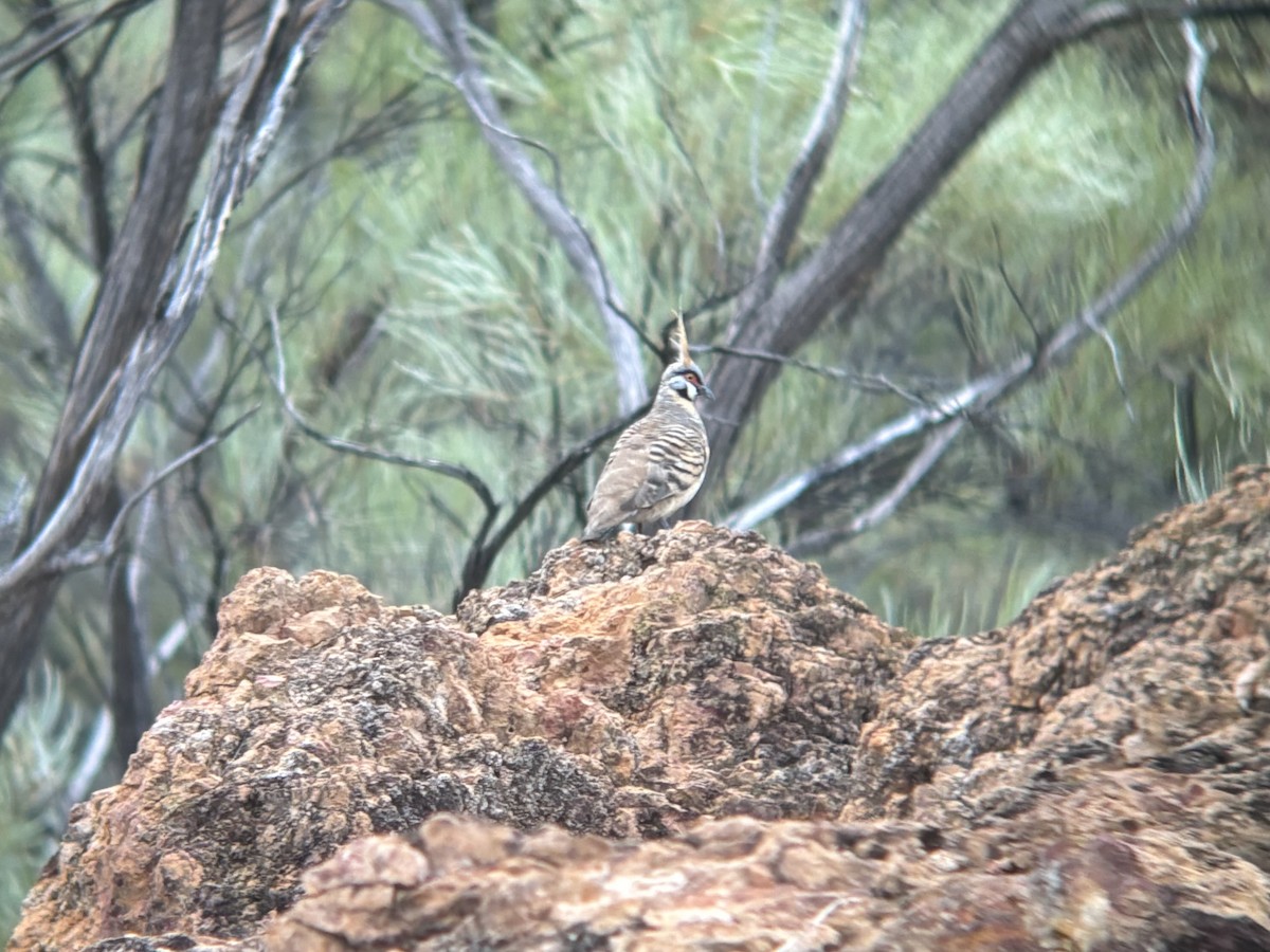 Rotschopftaube - ML644257470