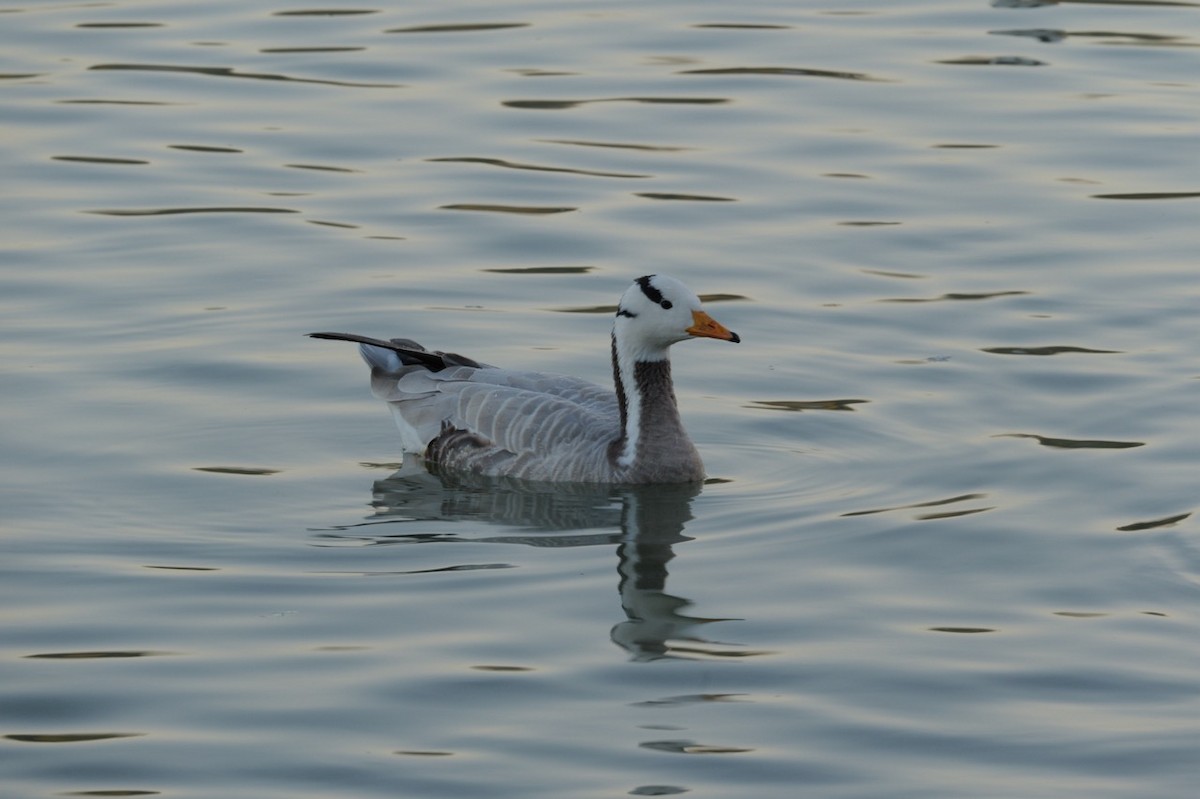 Хээрийн галуу - ML644257472