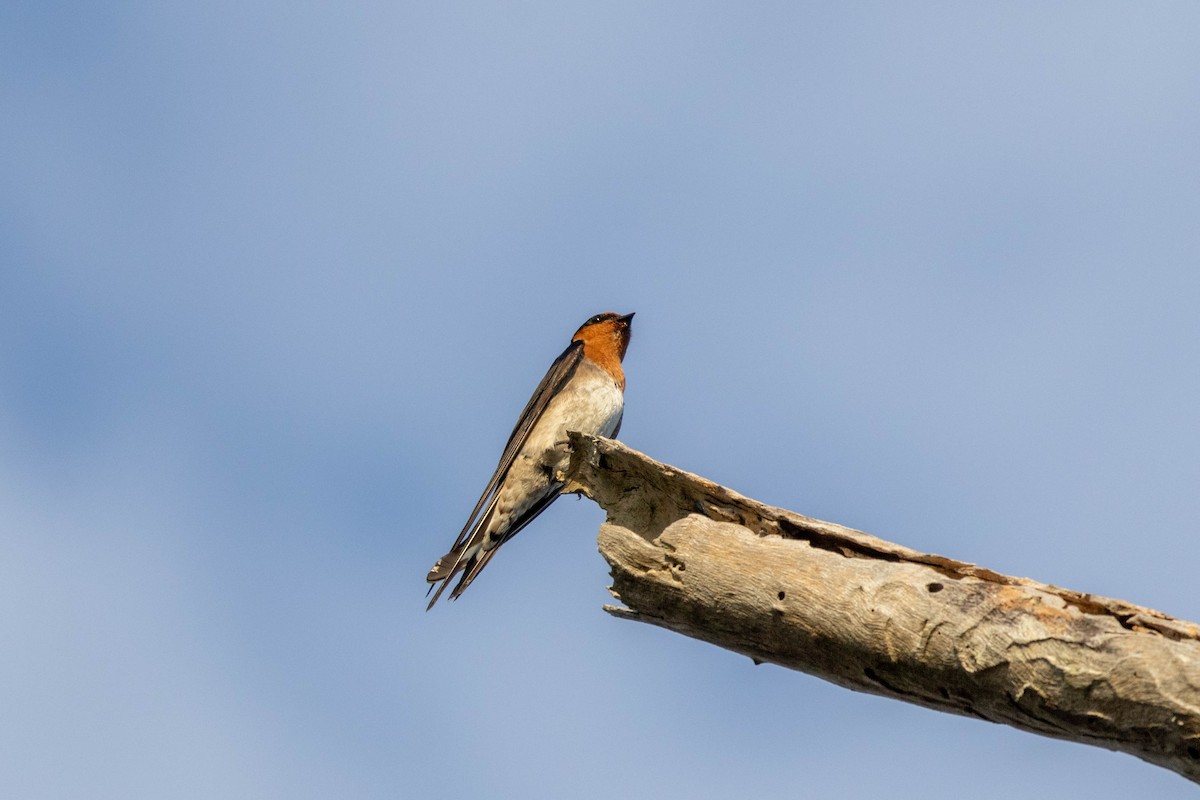 Welcome Swallow - ML644257477