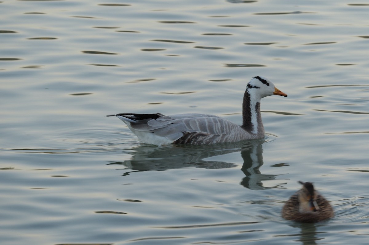 Хээрийн галуу - ML644257479