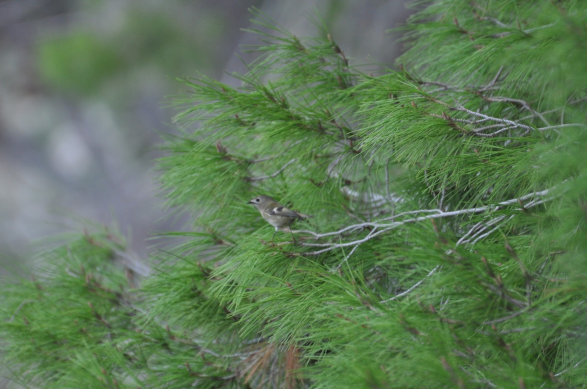 fuglekonge - ML644257481