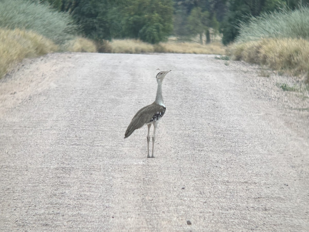 オーストラリアオオノガン - ML644257482