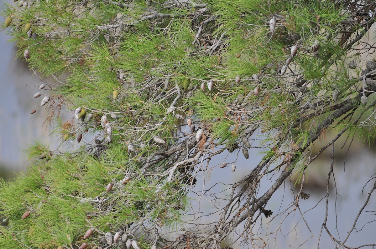 fuglekonge - ML644257484