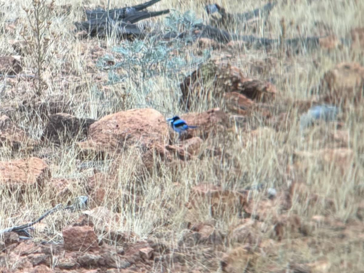 modropláštník modrofialový - ML644257485