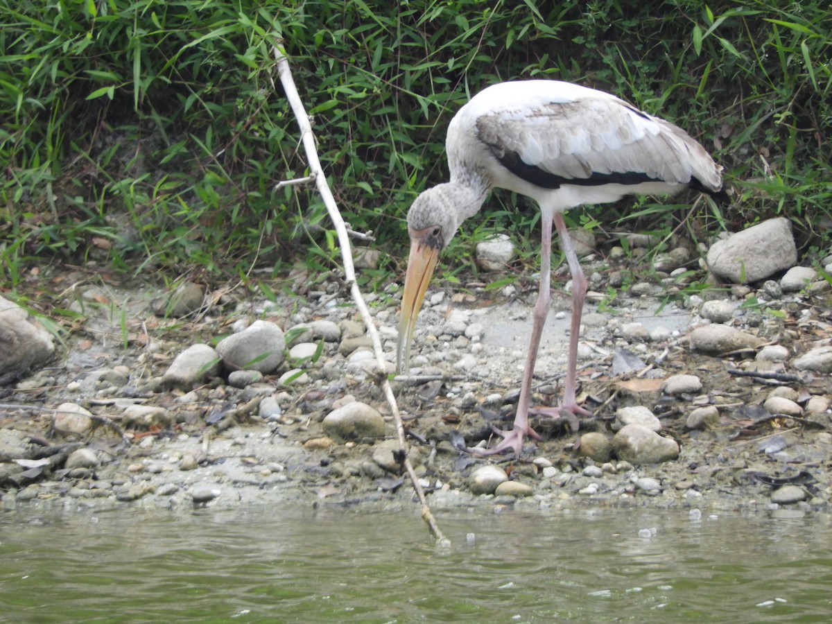 Milky Stork - ML644257489