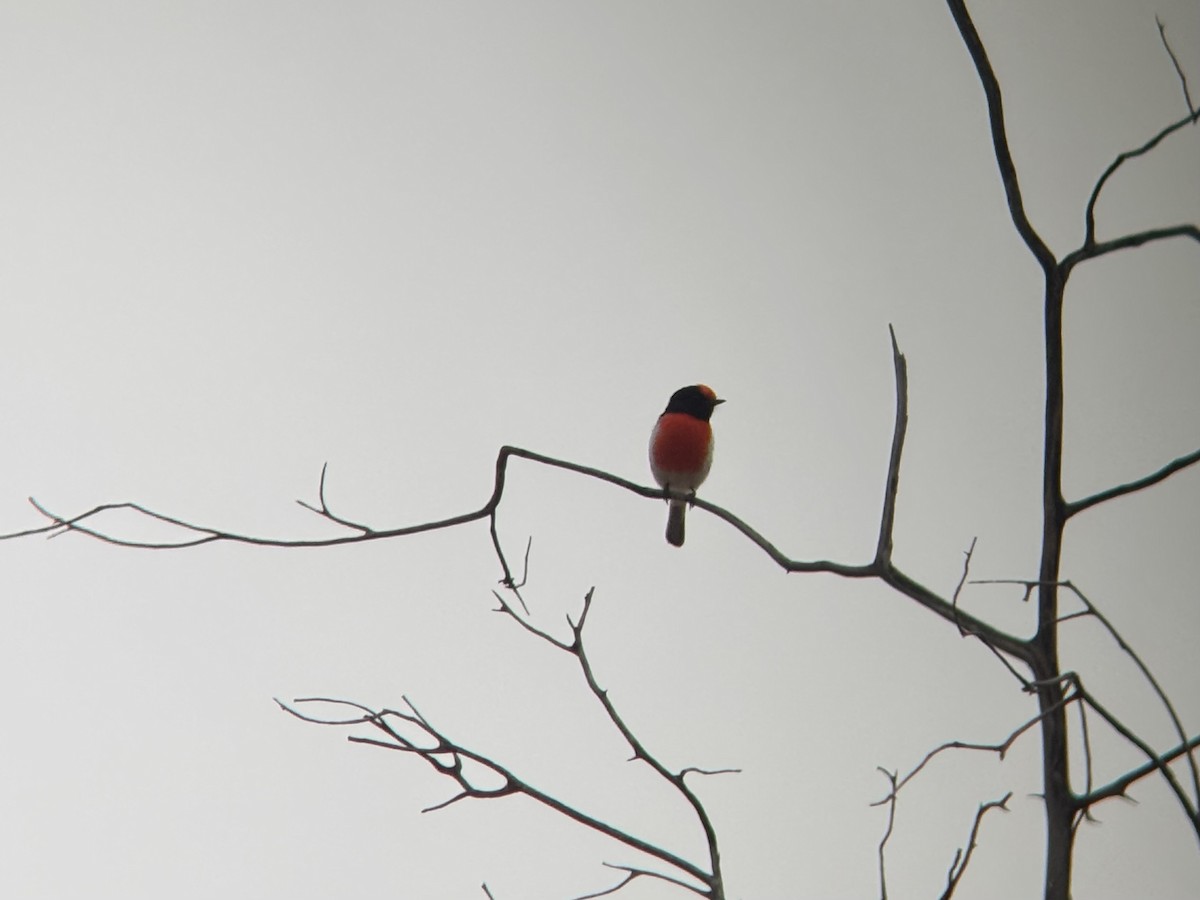 rødkroneflueskvett - ML644257492