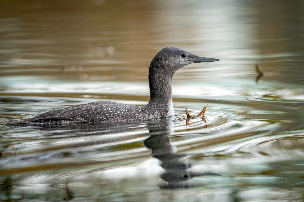 Plongeon catmarin - ML644257495