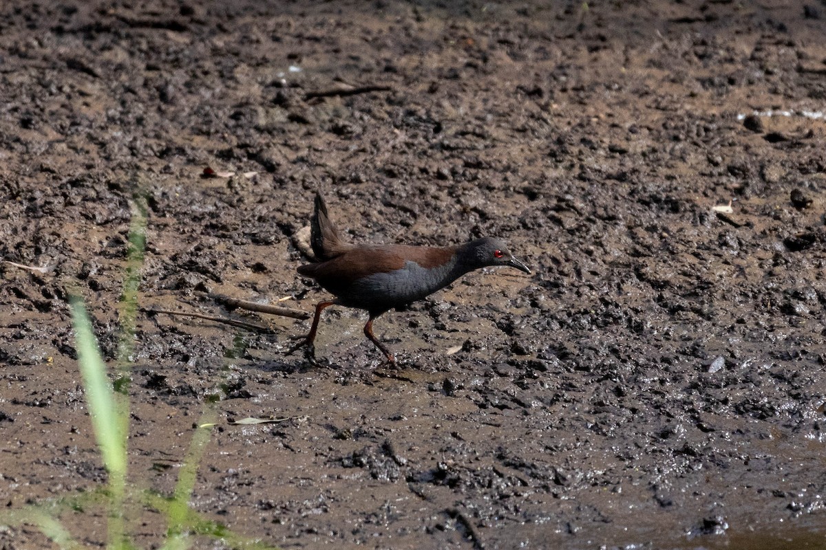 Spotless Crake - ML644257501