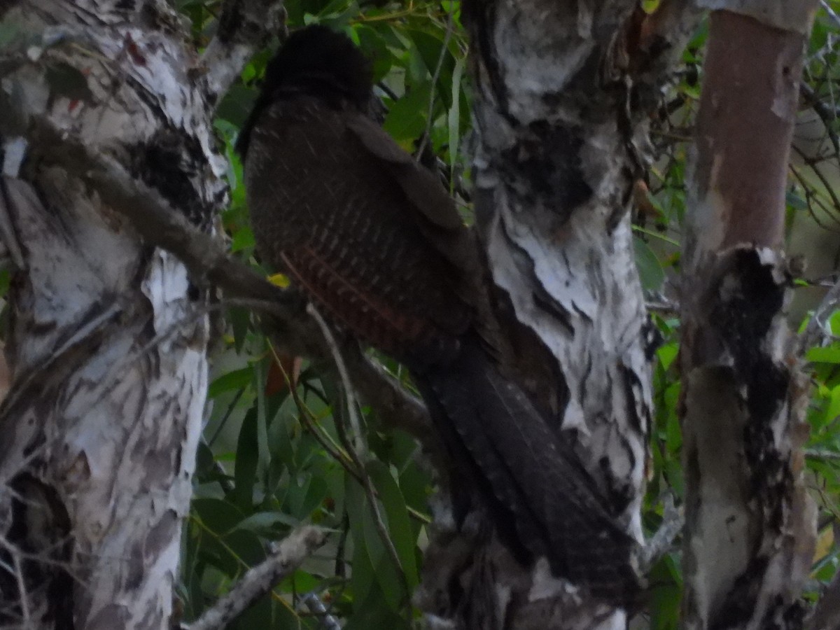Pheasant Coucal - ML644257503