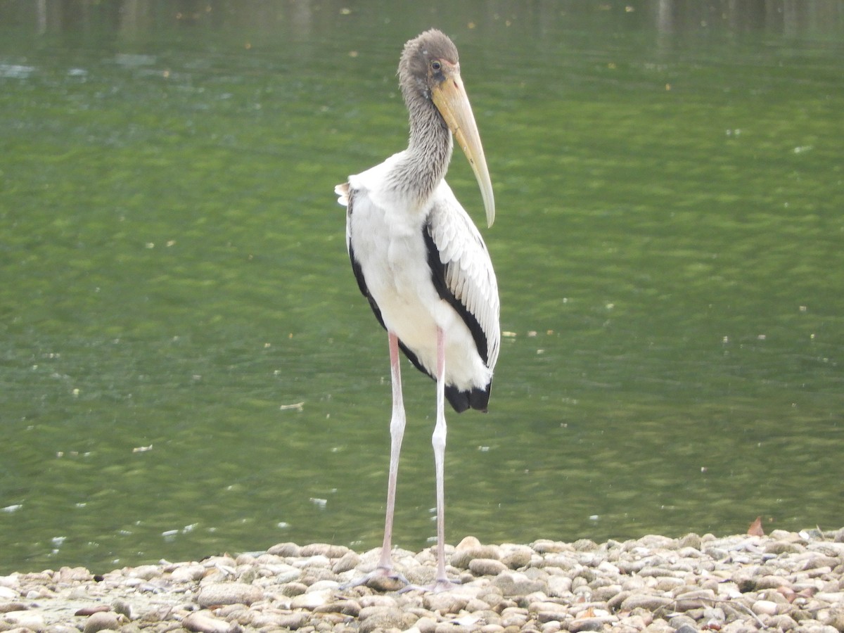 Milky Stork - ML644257504