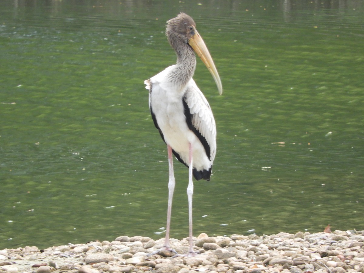 Milky Stork - ML644257505