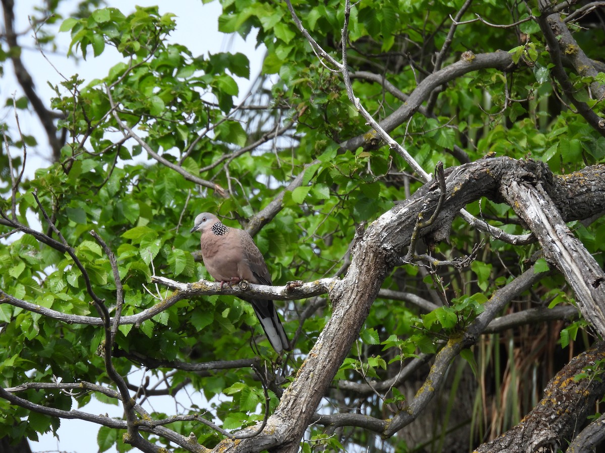 Spotted Dove - ML644257507