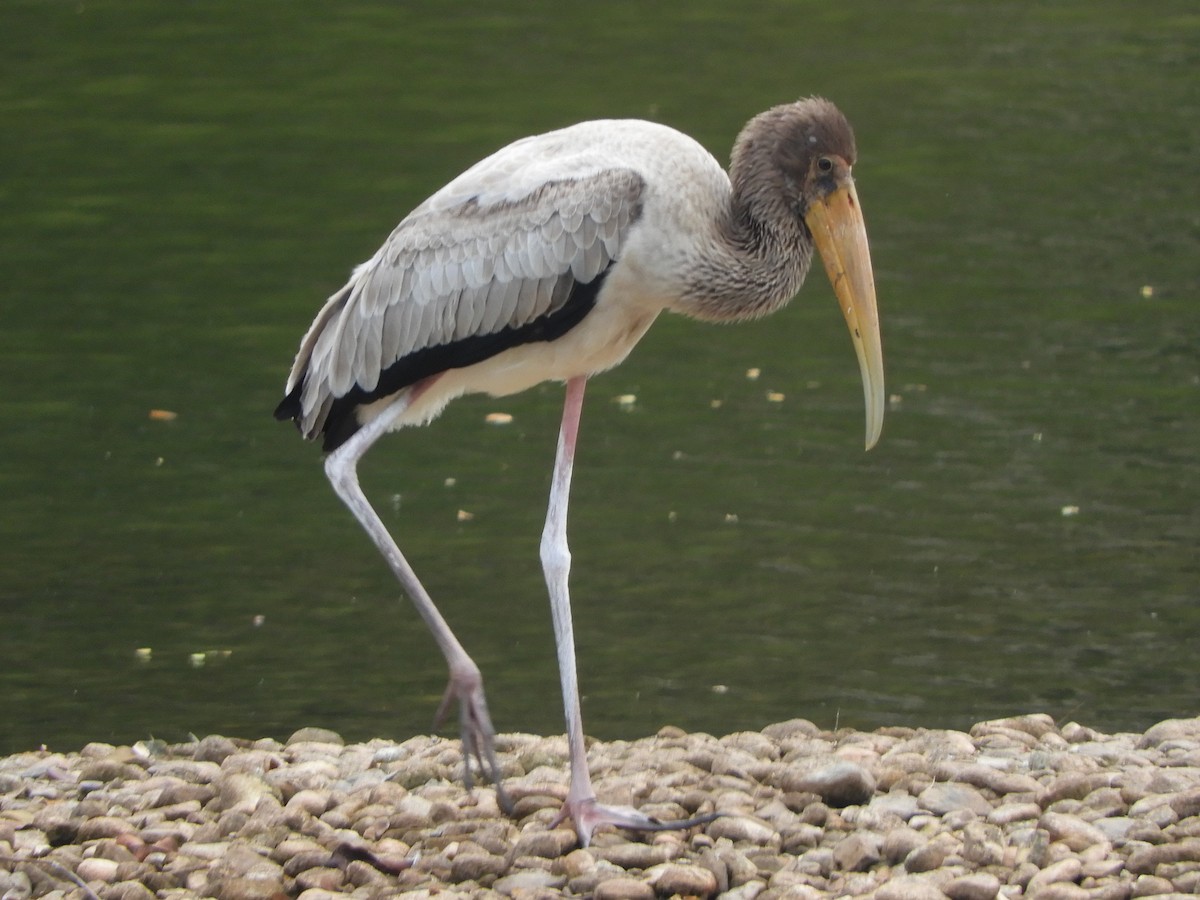 Milky Stork - ML644257510