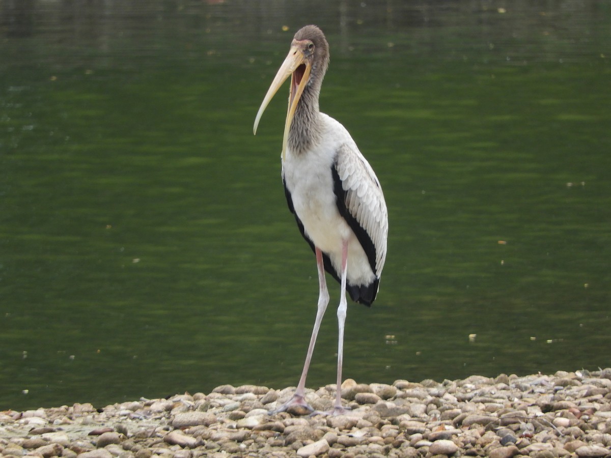 Milky Stork - ML644257511