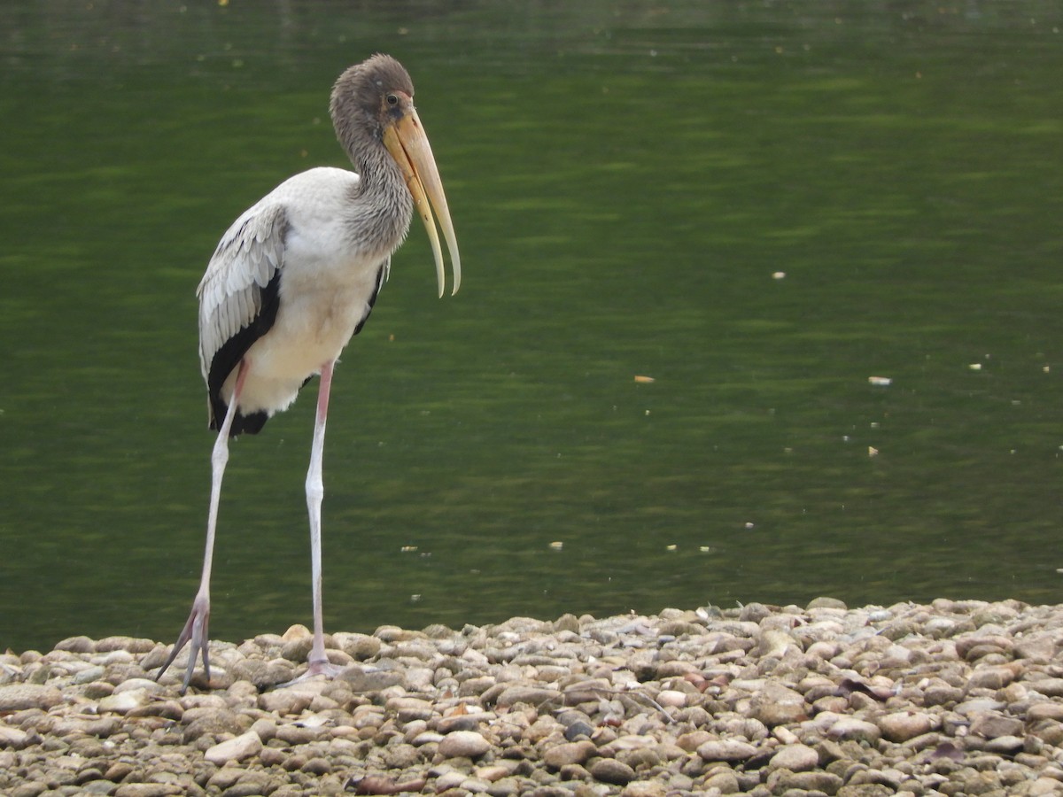 Milky Stork - ML644257513