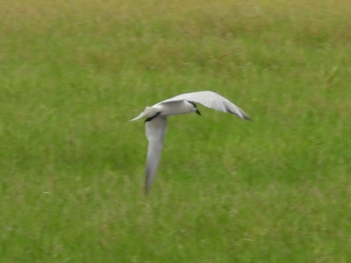 rybák obecný - ML644257514