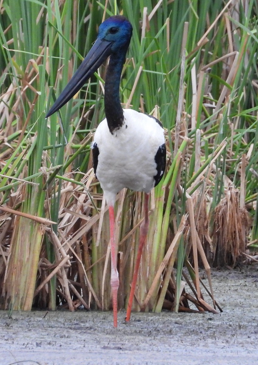 Black-necked Stork - ML644257516
