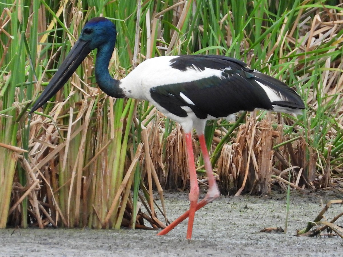 Black-necked Stork - ML644257517