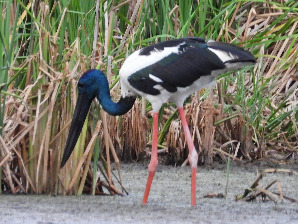 Black-necked Stork - ML644257518